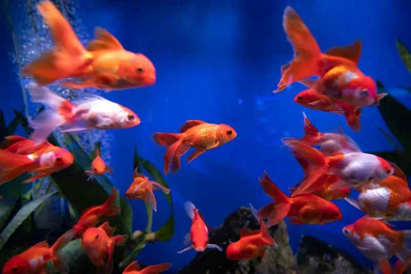 Fish Keepers Have Known for Decades That Goldfish Remember Way More Than 3 Seconds