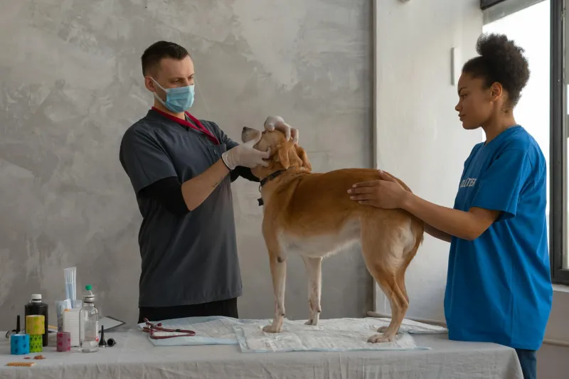 That 'Seven Dog Years' Math Everyone Uses? Veterinarians Say It's Complete Nonsense